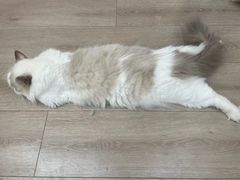-瞄一喵猫咖(格力海岸店)