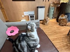 -MOCHA明星猫咖(田子坊店)