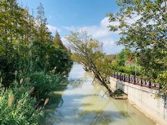 -上海长兴岛郊野公园