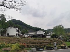 -龙井村