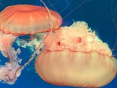 -南昌融创海世界