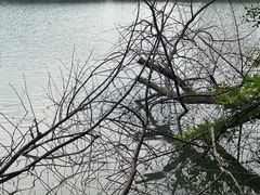 -华侨城湿地公园