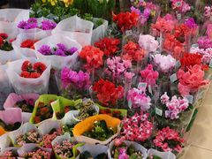 -双季花艺园艺市场(浦东店)