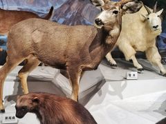 -陕西自然博物馆