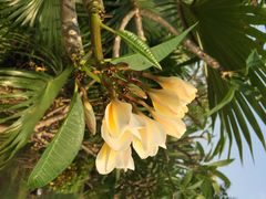 iphone_upload_pic-三亚凤凰水城凯莱度假酒店