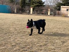 -趣玩宠物乐园寄养训犬训狗游泳池