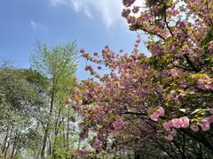-西南交通大学(九里校区)