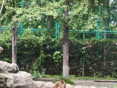 -上海野生动物园老虎餐厅