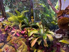 -中国科学院西双版纳热带植物园