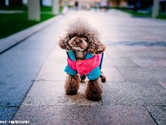 -爱宠屋pet shop·宠物洗澡·宠物美容