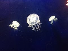 -台州海洋世界