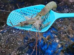 -盒马鲜生(馥邦国际店)