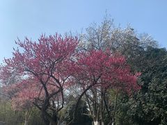 -菊花台公园