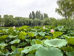 -东方苑自助餐厅(稻香湖景酒店)