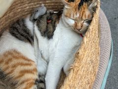 -Again Coffee Roaster(香蜜湖店)