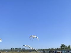 -盐城丹顶鹤湿地生态旅游区
