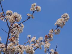 -樱桃山旅游景区