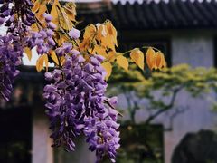 -留园