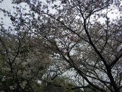 -武汉大学-樱园