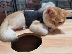 -袖虎·猫馆(体育西路店)
