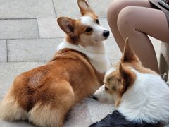 -柯斗斗主题餐厅·狗咖·围炉煮茶·茶饮(国瑞升平里店)