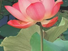 -什刹海