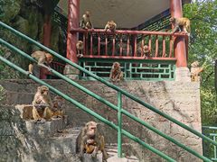 -黔灵山公园