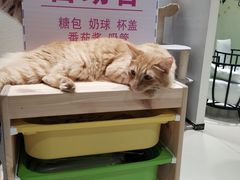-藏猫猫咖啡主题馆(中央大道店)