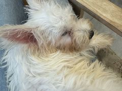 -柴犬小屋·柴餐厅·狗咖食堂(金鼎广场店)