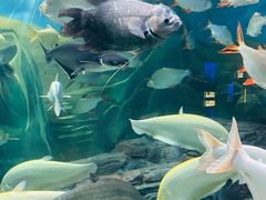 -上海海洋水族馆