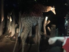 -清迈夜间动物园