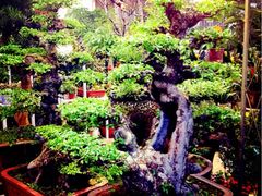 iphone_upload_pic-双季花艺园艺市场(浦东店)