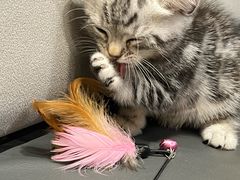 -屋虎猫馆(宝安大仟里店)