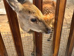 -北京鹿世界主题园