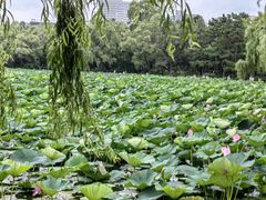 -长春市南湖公园