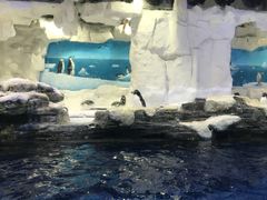 -华夏文旅海洋公园