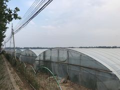 -庞各庄西瓜蔬菜采摘园·锦华瓜园