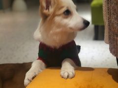 -米宠家·撸猫猫咖·专业洗猫·猫咪寄养(高新大都荟店)