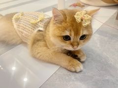 -lincat·猫舍(广州店)