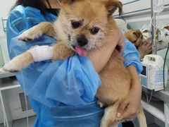 -达爱动物医院·犬猫分区·CT·复杂眼科(远洋山水分院)