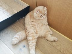 -CAT’S MEWSTAR CAFE·喵星球猫屋(晴湾咖啡店)