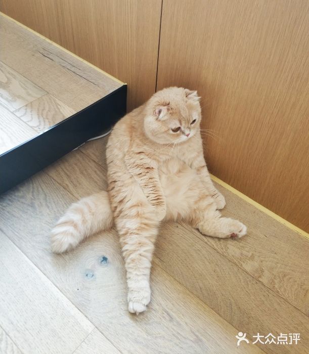 CAT’S MEWSTAR CAFE·喵星球猫屋(晴湾咖啡店)图片