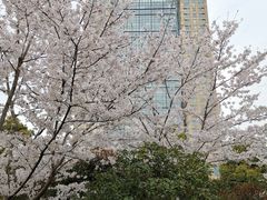 -上海新发展亚太JW万豪酒店