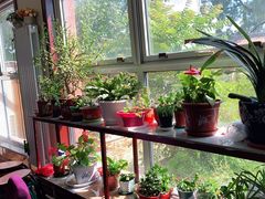 -北京龙庆四季香农家饭庄·灶台鱼·碳烤虹鳟鱼(龙庆峡店)