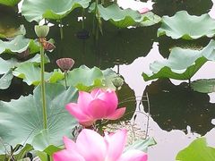 -上海市保健医疗中心