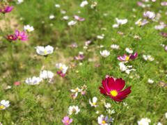 -杭州湾海上花田景区