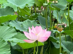 -莲花池公园