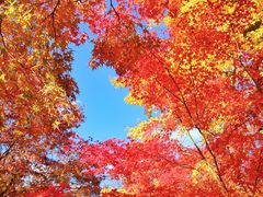 -常寂光寺