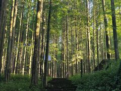 -武陵山森林公园