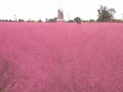 -羊亭河湿地公园